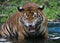 A Tiger reacts at zoo area in Kuala Lumpur