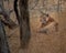 Tiger relaxing in Ranthambore National Park in northern India