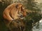 Tiger relaxing in water