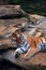 Tiger Resting- closeup