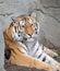 Tiger Resting on Rocks