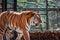 Tiger roaming in its enclosure on a sunny day