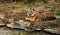 tiger on the rock resting and lookin careful alert in front on visitors in zoo