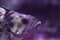 Tiger rockfish Sebastes nigrocinctus