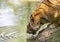 Tiger or Royal Bengal Tiger or Indian Tiger  Panthera tigris tigris  drinking Water