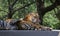 Tiger or Royal Bengal Tiger or Indian Tiger  Panthera tigris tigris  resting