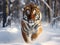 Tiger running in snow. Amur tiger in wild winter nature. Action wildlife scene dangerous animal