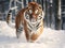 Tiger running in snow. Amur tiger in wild winter nature. Action wildlife scene dangerous animal