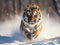 Tiger running in snow. Amur tiger in wild winter nature. Action wildlife scene dangerous animal