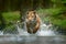 Tiger running in the water. Danger animal, tajga in Russia. Animal in the forest stream. Grey Stone, river droplet. Tiger with spl