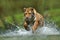 Tiger running in the water. Danger animal, tajga in Russia. Animal in the forest stream. Grey Stone, river droplet. Tiger with spl