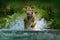 Tiger running in water. Danger animal, tajga in Russia. Animal in the forest stream. Grey Stone, river droplet. Tiger with splash