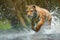 Tiger running in water. Danger animal, tajga in Russia. Animal in the forest stream. Grey Stone, river droplet. Tiger with splash