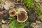 Tiger`s eye fungus, Coltricia perennis growing in natural environment