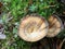 Tiger`s Eye Mushrooms - Coltricia perennis