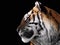 Tiger`s face close up isolated at black profile