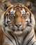 A tiger\\\'s face Closeup portrait of a tiger