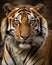 A tiger\\\'s face Closeup portrait of a tiger