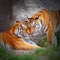 The Tiger\'s love.