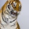 Tiger\'s Snarling