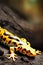 Tiger Salamander Animal. Illustration Artist Rendering