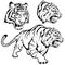 Tiger set suitable as logo or team mascot, tiger drawing sketch in full growth, crouching tiger in black and white