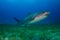 Tiger shark Bahamas