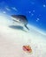 Tiger Shark Cruises Over a Conch Shell in the Bahamas