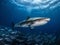 Tiger Shark Encounter: Beauty and Danger in Harmony