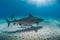 Tiger shark and sucba diver underwater encounter