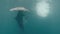 Tiger Shark Swimming into Blue Sea Water