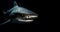 A tiger shark swimming in the dark sea