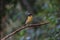 Tiger Shrike in forest