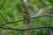 Tiger Shrike in forest