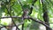 Tiger shrike Lanius tigrinus Beautiful Birds of Thailand
