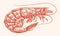 Tiger shrimp hand drawn engraving style sketch. Whole prawn, seafood vector illustration