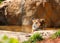 Tiger sitting in water gazing out in the afternoon sun