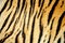 Tiger skin