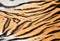 Tiger skin