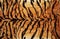 Tiger skin