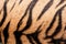 Tiger skin closeup abstract