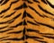 Tiger skin pattern texture repeating monochrome Texture animal prints background