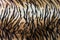 tiger skin or tiger leather texture stripe pattern closeup background