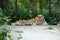 The tiger is sleeping in a cage at the zoo.