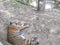 a tiger sleeps on the ground at the zoo
