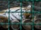 Tiger sleeps on wooden beams in a zoo cage. Concept of animal rights protection. Blurred cell and selective focus