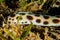 Tiger Snake Eel in the Red Sea