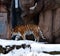 Tiger in Snow