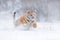 Tiger snow run in wild winter nature. Siberian tiger, Panthera tigris altaica. Action wildlife scene with dangerous animal. Cold