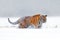 Tiger snow walking on winter meadow. Orange animal in white habitat. Amur tiger in the nature. Wildlife scene from taiga. Wild tig